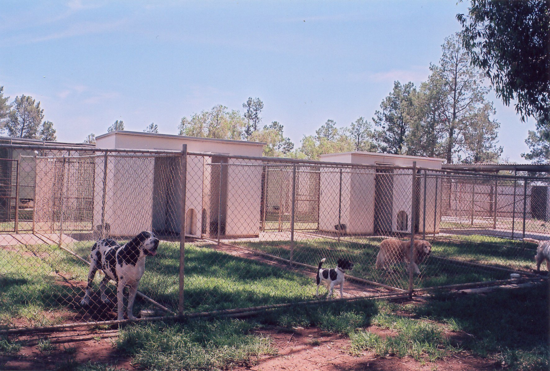 Kennel buildings and outdoor runs with dogs