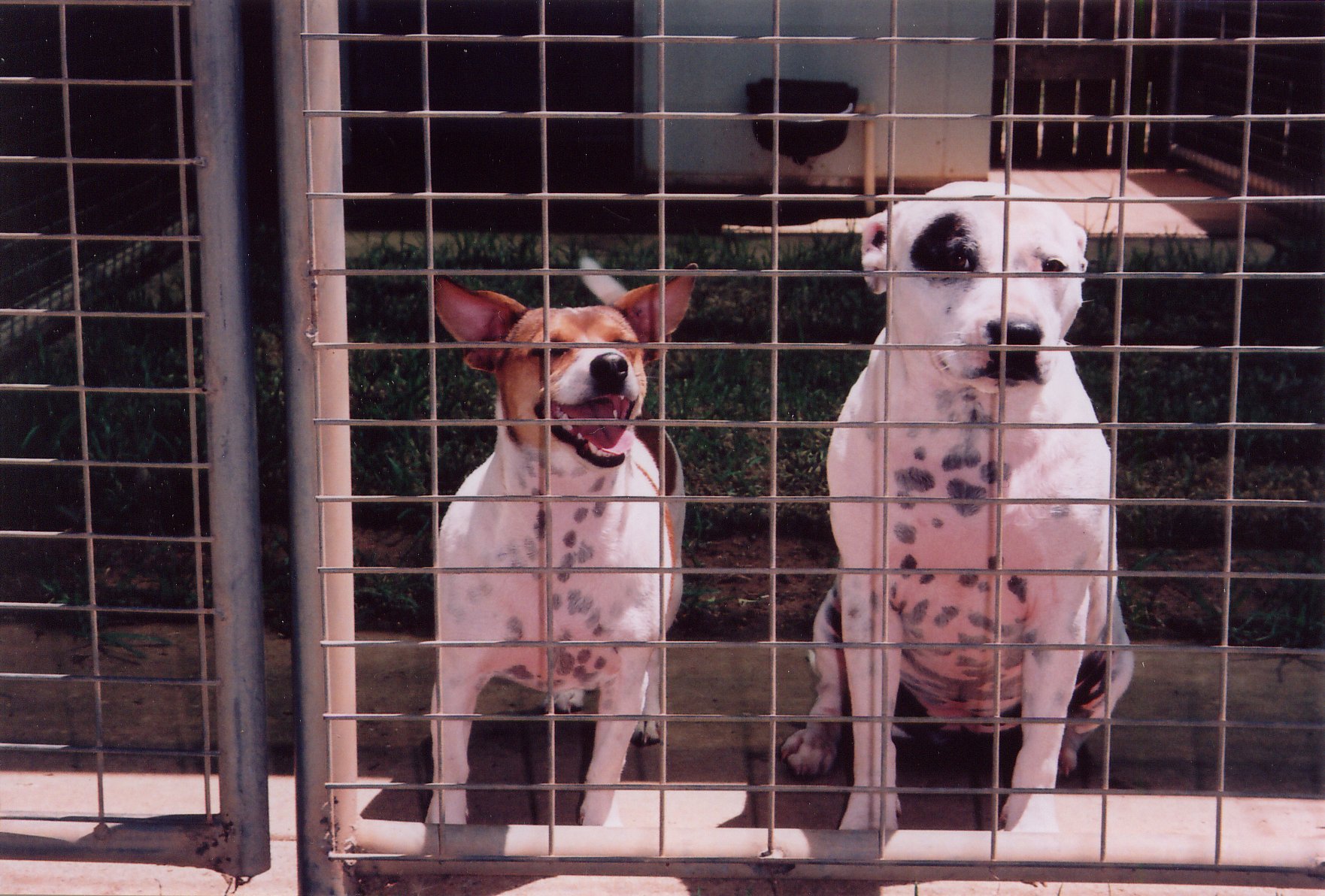 Two dogs inside a kennel run