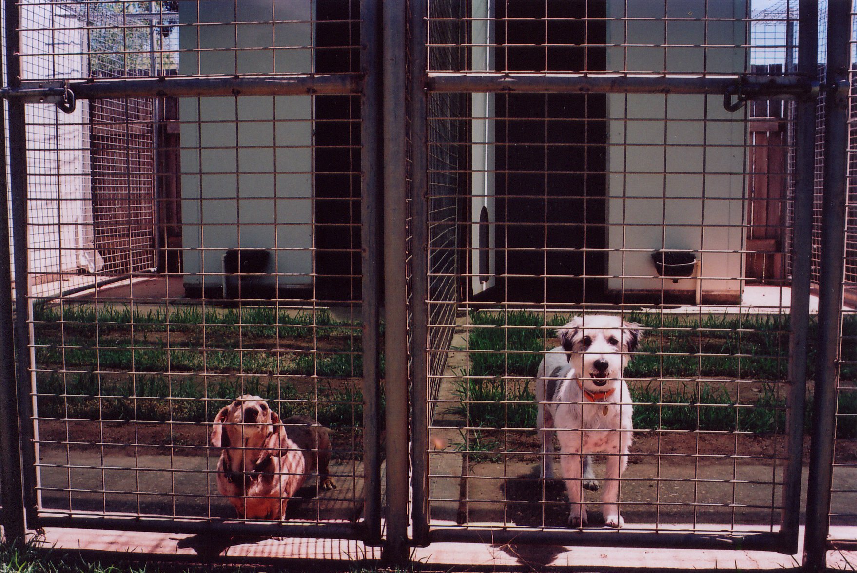Two dogs in neighbouring kennel runs
